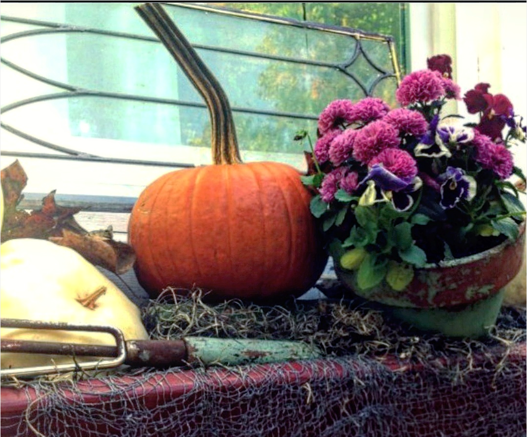 Fall Container Gardens Mums And Pansies Pumpkins Beautiful Fall Window Box With Vintage Garden Tools Shabby - Mums And Pumpkins, Transparent background PNG HD thumbnail