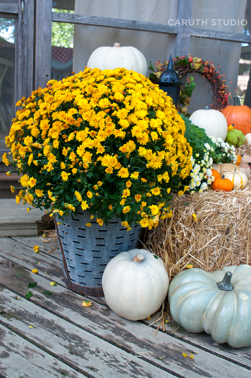 Fall Outdoor Display with Mum