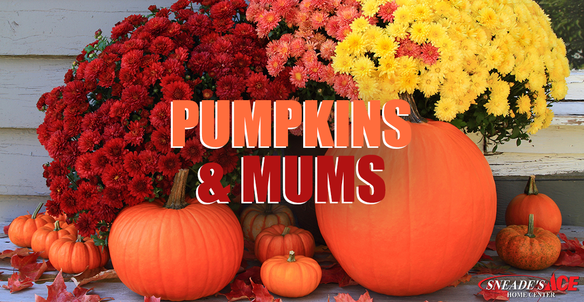 Pumpkins And Mums Facebook Image - Mums And Pumpkins, Transparent background PNG HD thumbnail