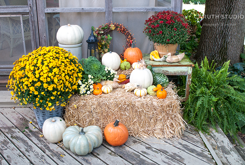 Mums And Pumpkins Png - Pumpkins, Gourds, And Mums On And Around Straw Bale, Transparent background PNG HD thumbnail