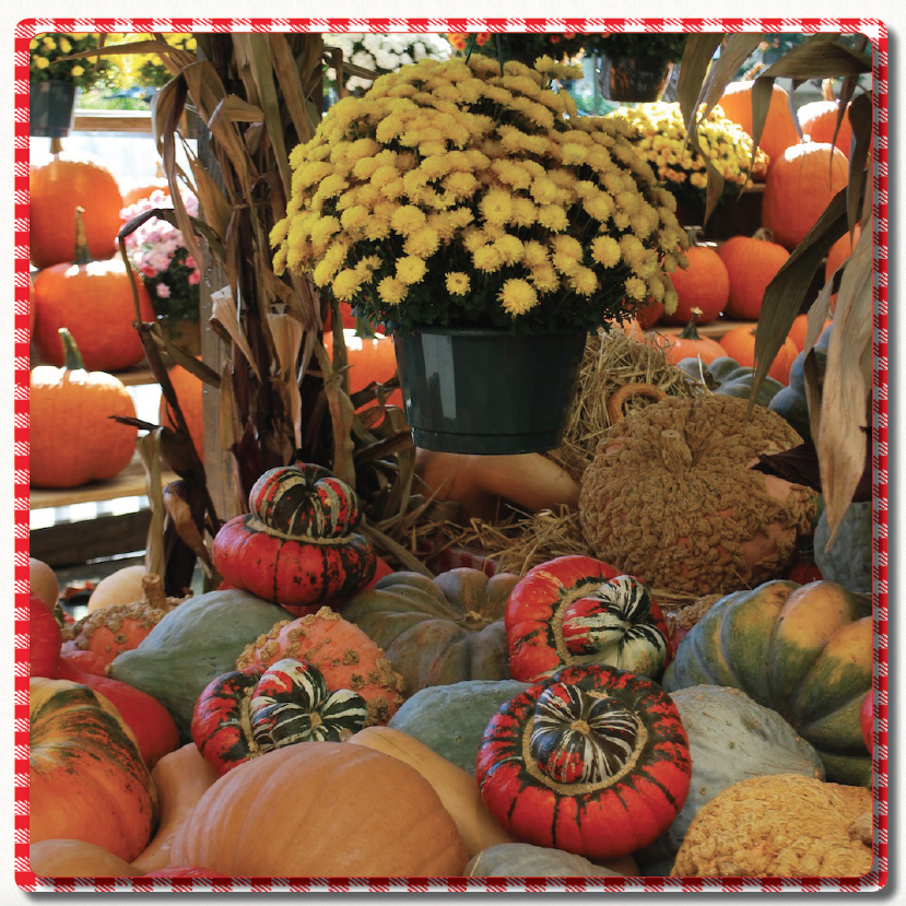 Pumpkins, Gourds, Indian Corn, Straw Bales - Mums And Pumpkins, Transparent background PNG HD thumbnail