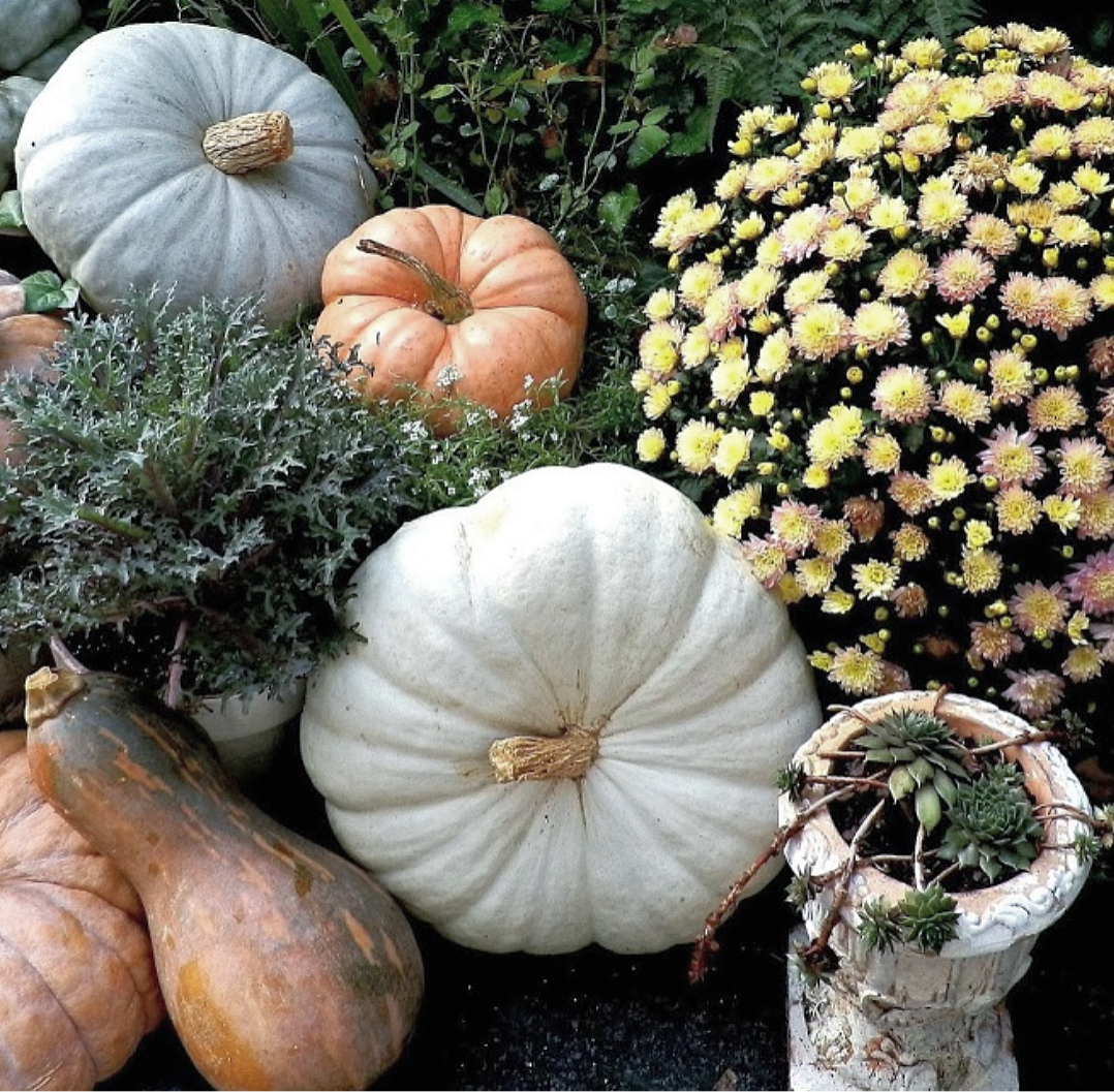 Shabby Chic French Country Fall Porch Display With Heirloom Pumpkins And Autumn Kale And Mums - Mums And Pumpkins, Transparent background PNG HD thumbnail