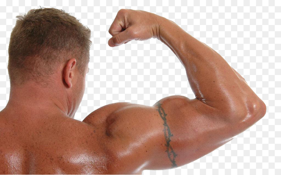 Muscle Arm Png Hd - Biceps Muscle Arm Bodybuilding Physical Exercise   Show Strong Arm Of The Man Hd Buckle Material, Transparent background PNG HD thumbnail