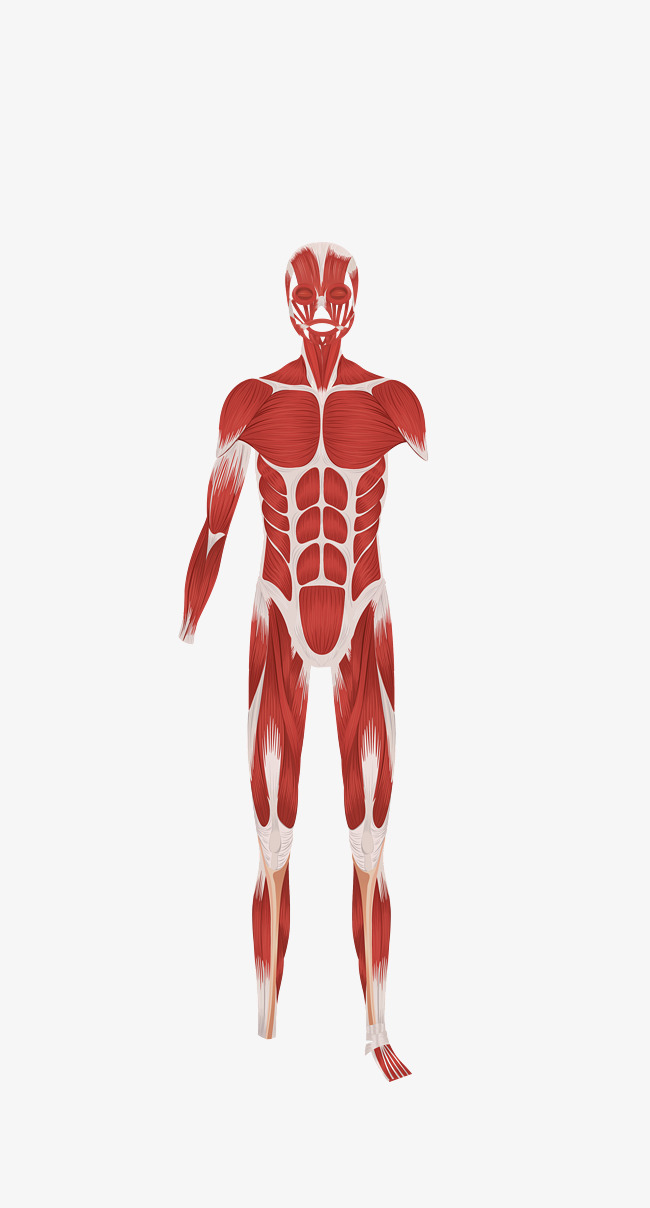 Vector Hd Human Body Anatomy Download, Vector, Muscle Anatomy, Body Muscles Png And - Muscle Arm, Transparent background PNG HD thumbnail