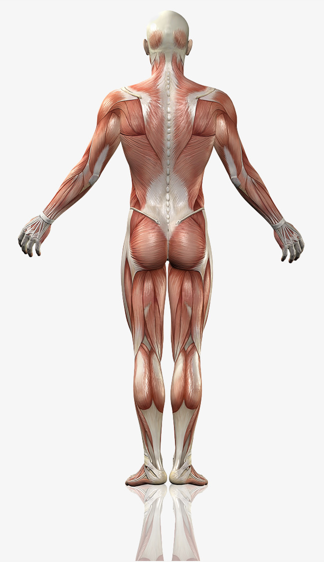 Hd Male Back, Back, Muscle, Body Free Png Image - Muscle, Transparent background PNG HD thumbnail