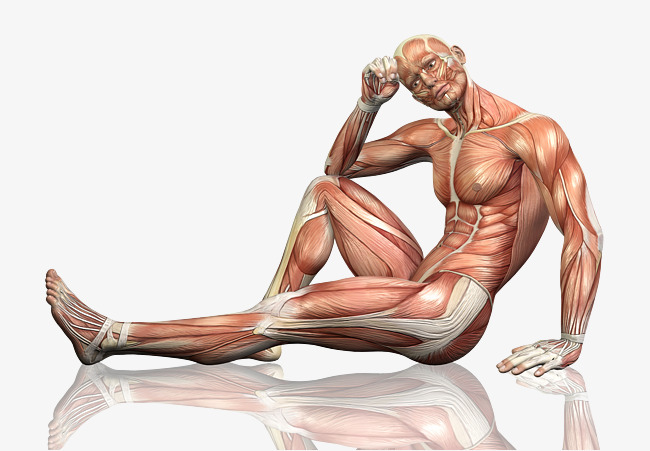 Hd Male Body, Muscle, Body, Thinking Free Png Image - Muscle, Transparent background PNG HD thumbnail