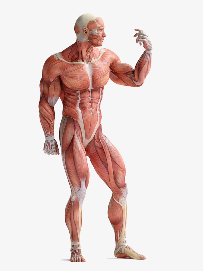 Muscle Body Anatomy Hd Buckle Material, Muscle Body Dissection, Ent, Ear Free Png Image - Muscle, Transparent background PNG HD thumbnail