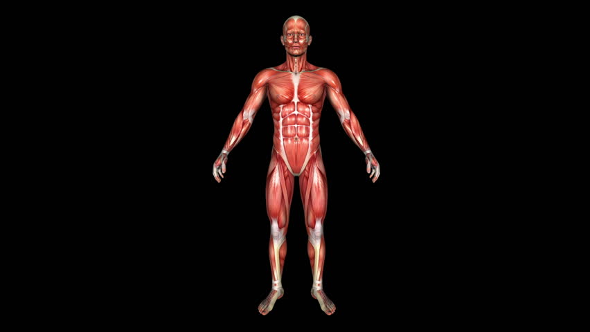 The Human Normal Body Muscle Animation. Loop. Alpha Matte   Hd Stock Video Clip - Muscle, Transparent background PNG HD thumbnail