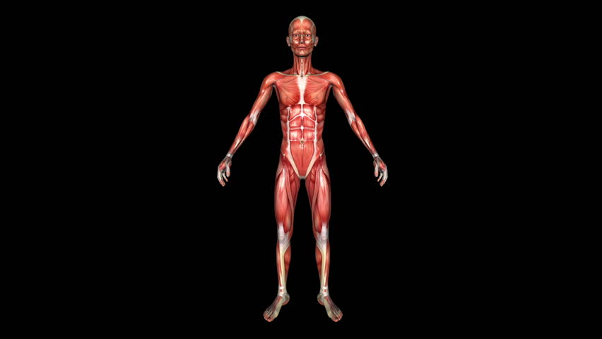 The Human Thin Body Muscle Animation. Loop. Alpha Matte   Hd Stock Video Clip - Muscle, Transparent background PNG HD thumbnail