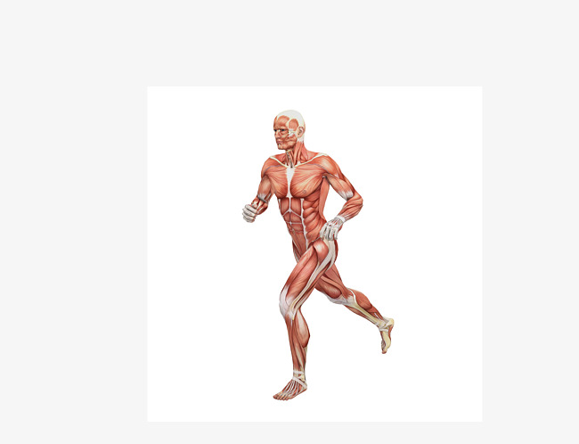 Vector Male Human Body Muscle Tissue Hd Picture, Vector, Men U0027S Muscle Tissue. Png Eps - Muscle, Transparent background PNG HD thumbnail