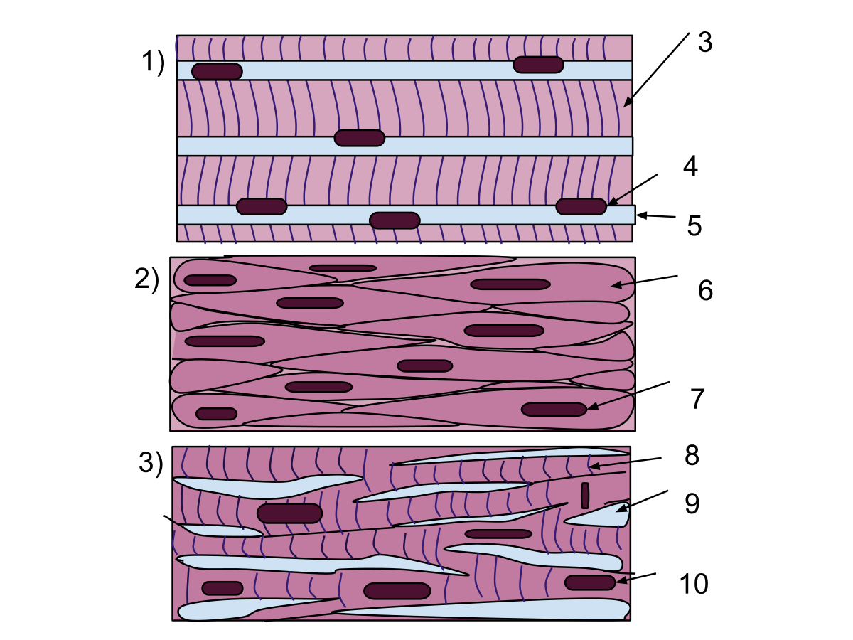 Muscle Tissue Png Hdpng.com 1200 - Muscle Tissue, Transparent background PNG HD thumbnail