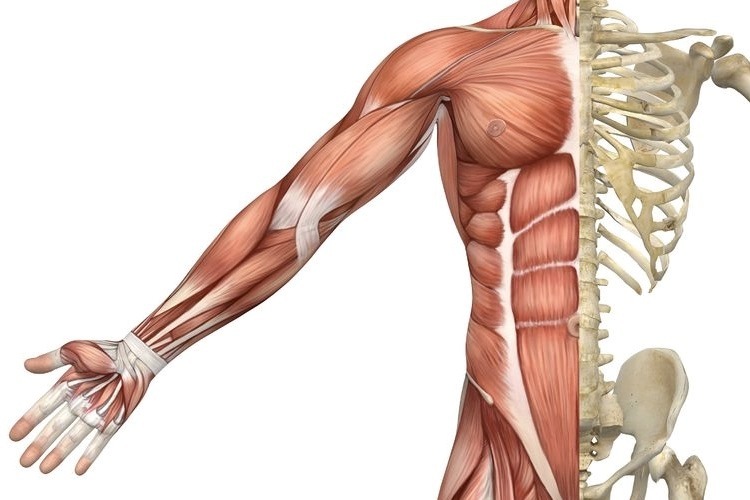 Muscle Tissue Png Hdpng.com 750 - Muscle Tissue, Transparent background PNG HD thumbnail