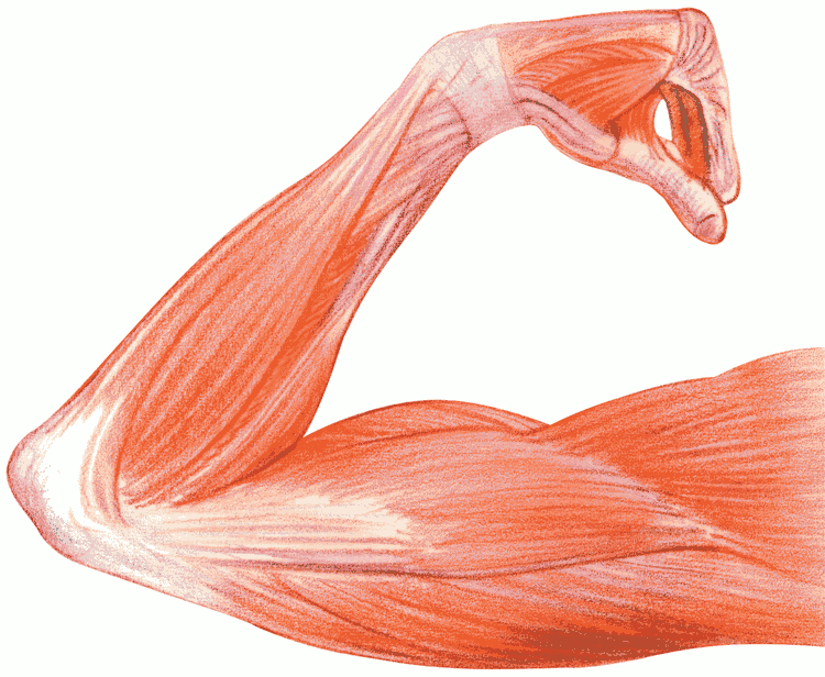 Muscle Tissue Png - 5 Characteristics Of Muscle Tissue Vital To The Human Body, Muscles, Transparent background PNG HD thumbnail