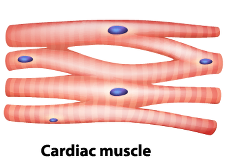 Muscle Tissue Png -  Cardiac Muscle Tissue Is Made Up Of Cells That Are Striated And Have Only One Nucleus Per Cell. These Cells Create Branched Structures Within The Tissue Hdpng.com , Transparent background PNG HD thumbnail