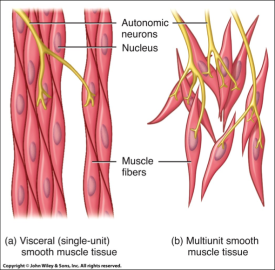 Smooth muscle cells, skeletal