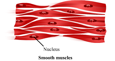 Involuntary Muscles Never Shows Fatigue. - Muscle Tissue, Transparent background PNG HD thumbnail