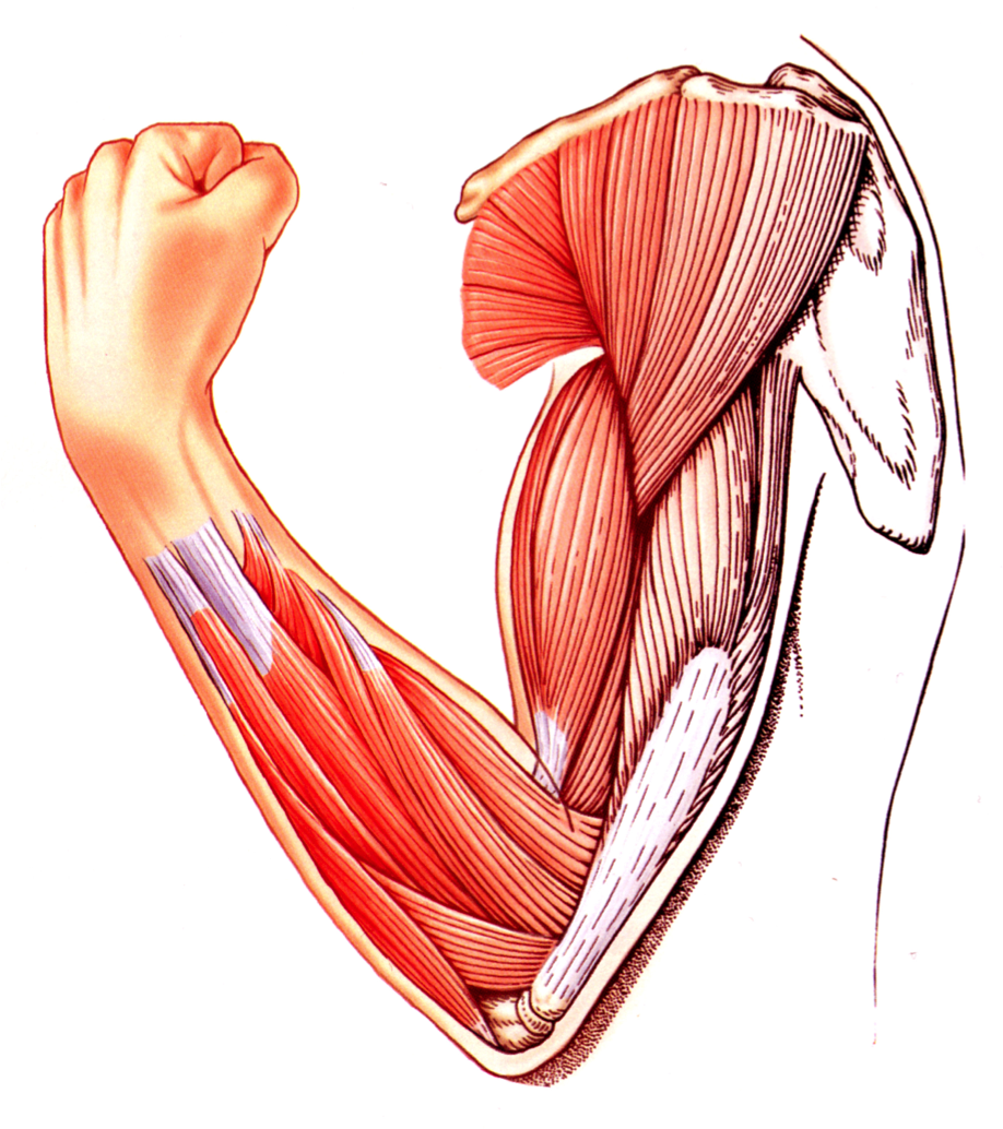Muscle Tissue Png - Muscle Tissue   Biomedical Science 603 With Andrews And Djackiew ., Transparent background PNG HD thumbnail