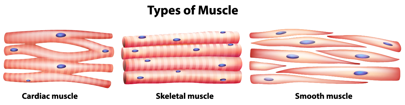 Muscle Tissue Png - Slide Of Cardiac Muscle   Courtesy Of Openstax College   Anatomy U0026 Physiology, Connexions Web Site. Http://cnx Pluspng.com/content/col11496/1.6/, Jun 19, 2013., Hdpng.com , Transparent background PNG HD thumbnail