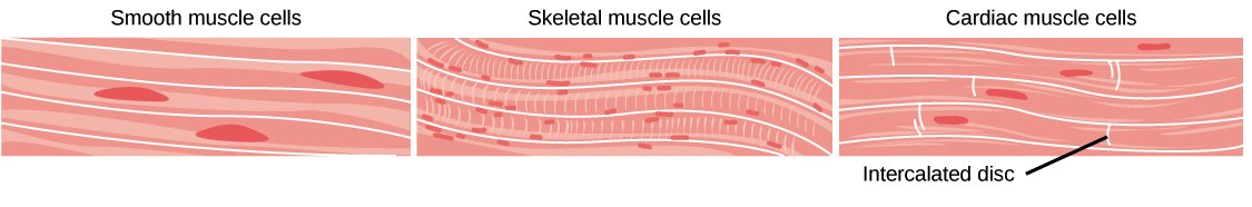 Smooth Muscle Cells, Skeletal Muscle Cells, And Cardiac Muscle Cells. Smooth Muscle Cells Do Not Have Striations, While Skeletal Muscle Cells Do. - Muscle Tissue, Transparent background PNG HD thumbnail