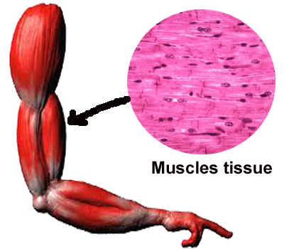 Muscle Tissue Png - The Muscular Tissue Is Made Up Of Contractive Fibers., Transparent background PNG HD thumbnail