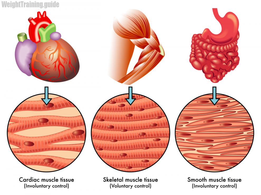 The muscular tissue is made u