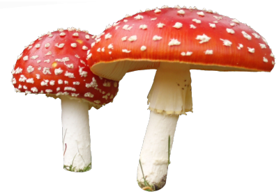 Amanita Muscaria Transparent Png - Mushroom, Transparent background PNG HD thumbnail