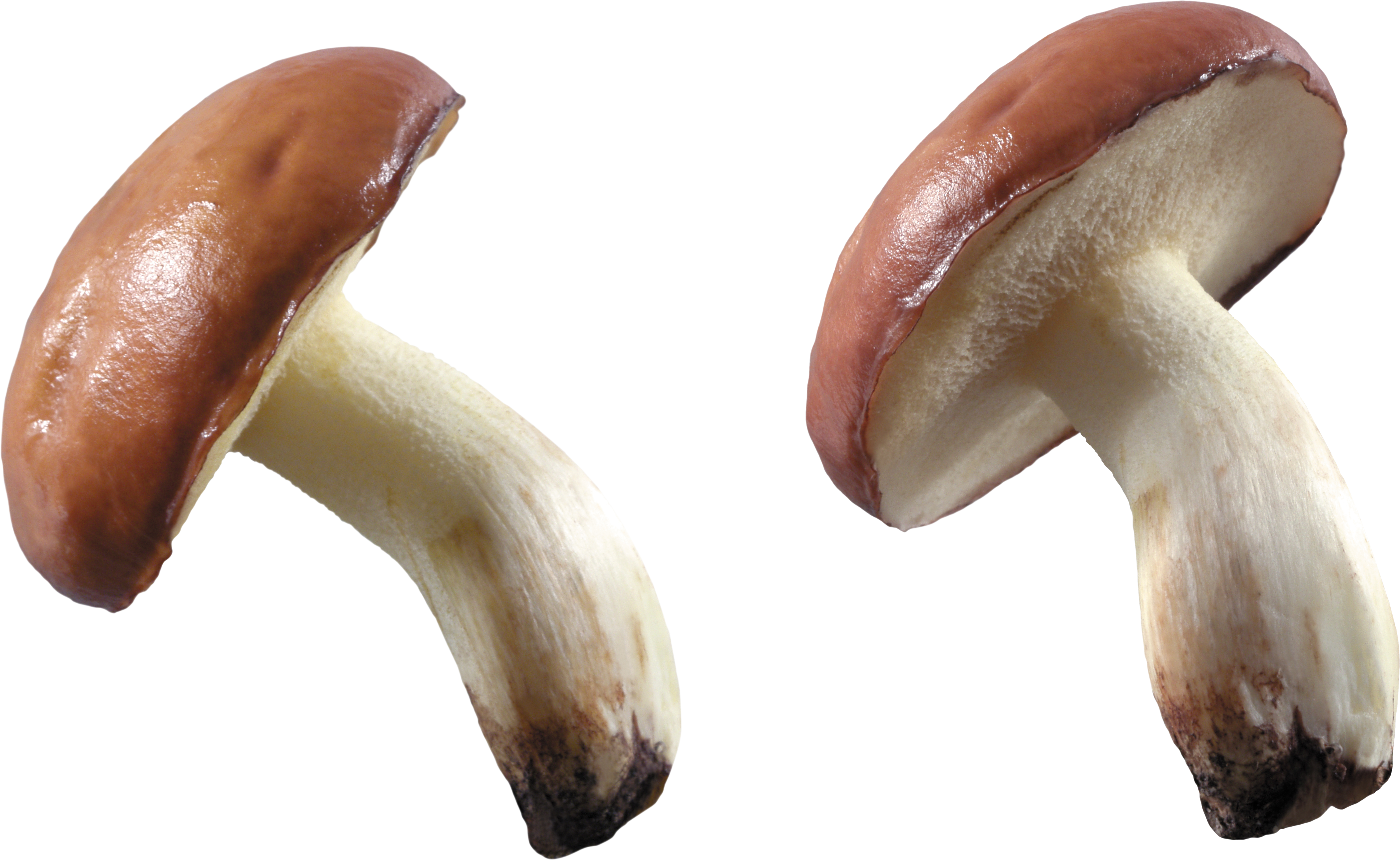 White mushrooms PNG image - M