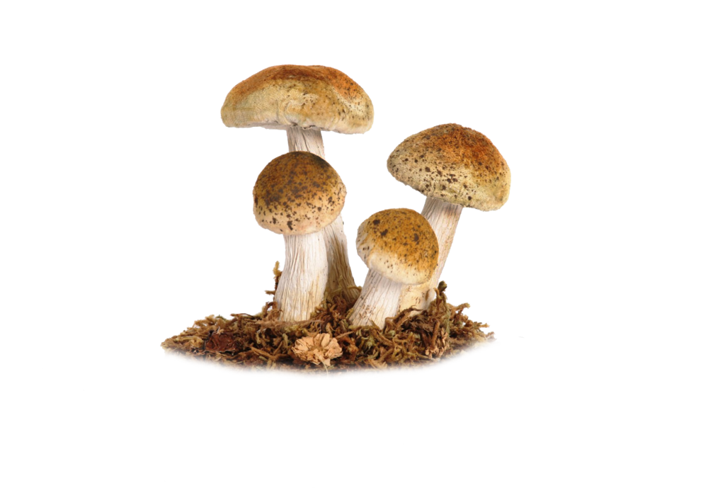 Mushroom Png 5 By Moonglowlilly Hdpng.com  - Mushroom, Transparent background PNG HD thumbnail