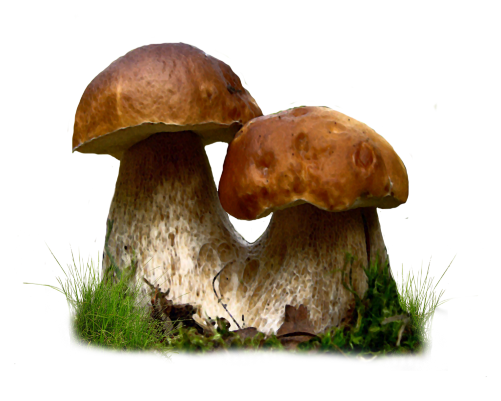 Mushroom Png By Moonglowlilly Hdpng.com  - Mushroom, Transparent background PNG HD thumbnail