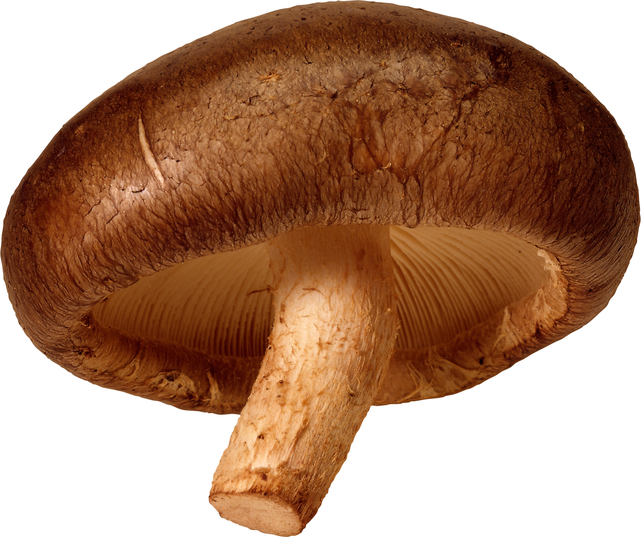 Mushroom Png Image - Mushroom, Transparent background PNG HD thumbnail