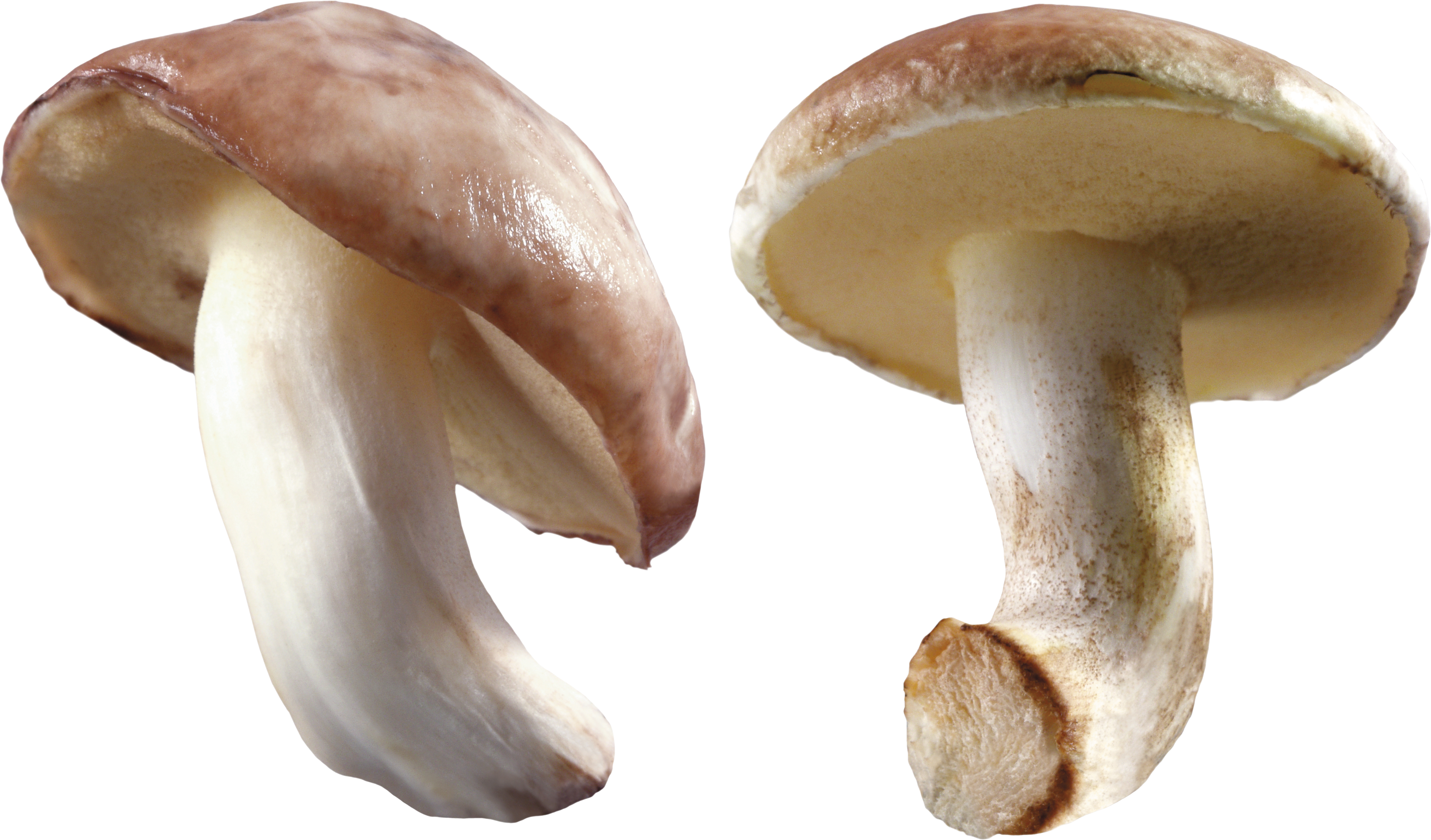 Mushroom PNG File