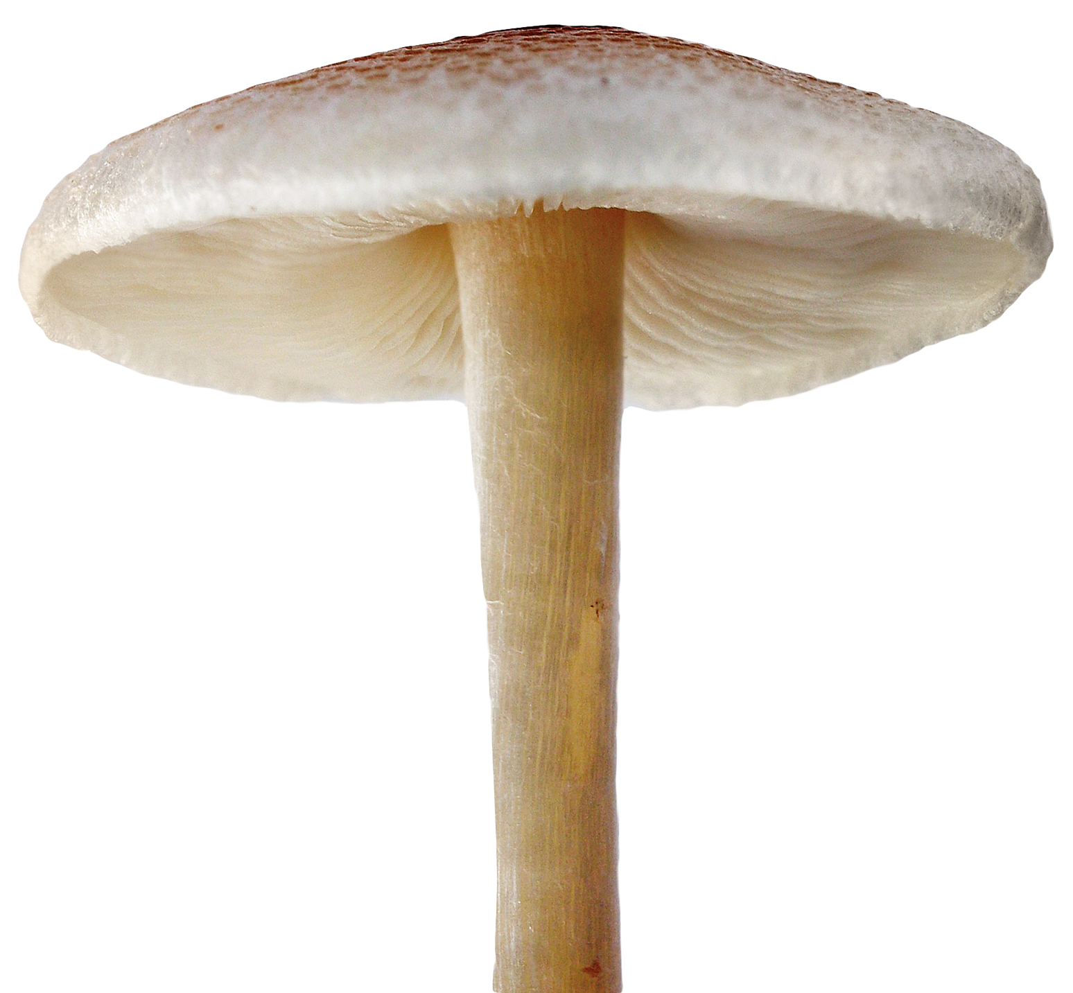 Mushroom Png File - Mushroom, Transparent background PNG HD thumbnail