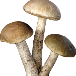 White mushrooms PNG image