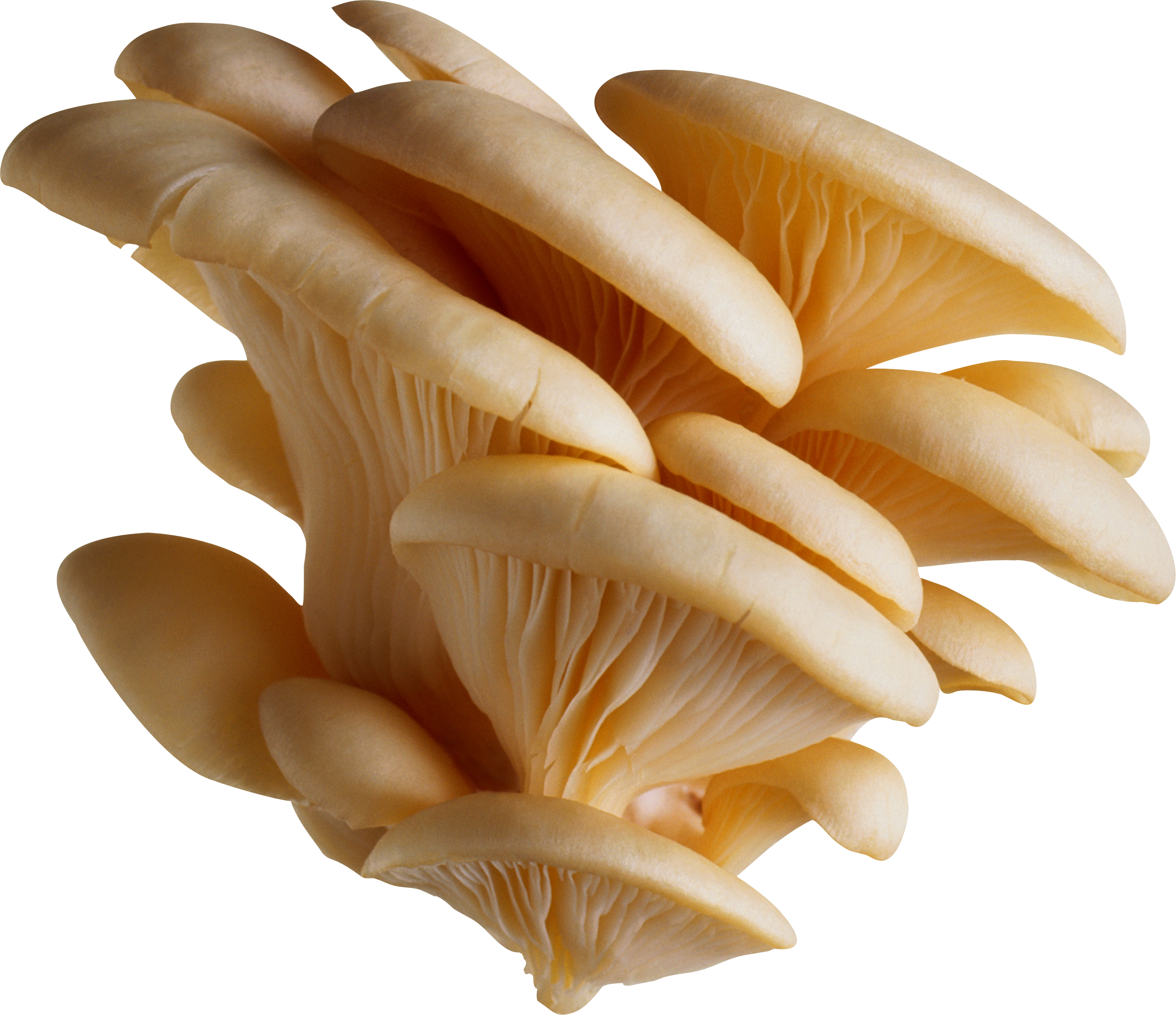 White Mushrooms Png Image - Mushroom, Transparent background PNG HD thumbnail
