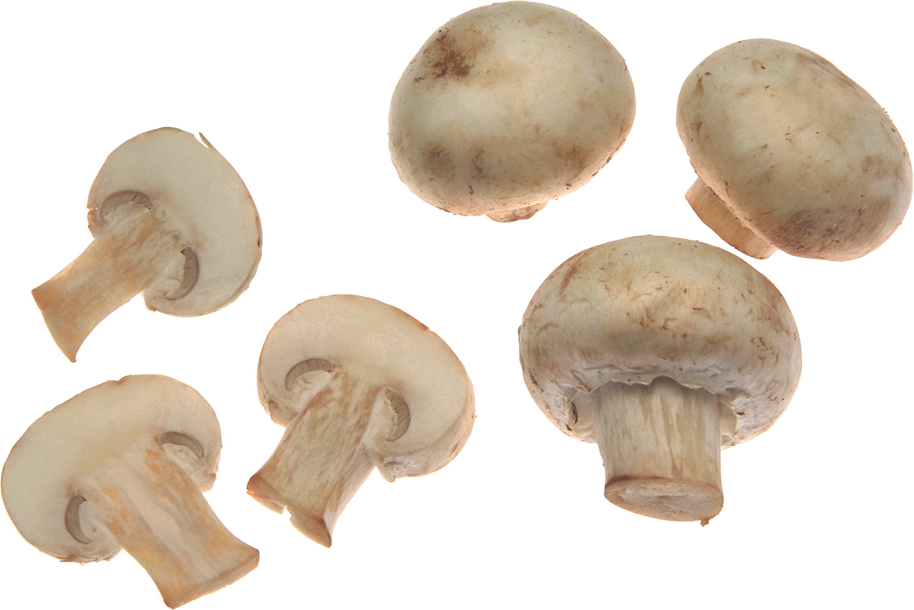 White mushrooms PNG image, Mushroom PNG HD - Free PNG