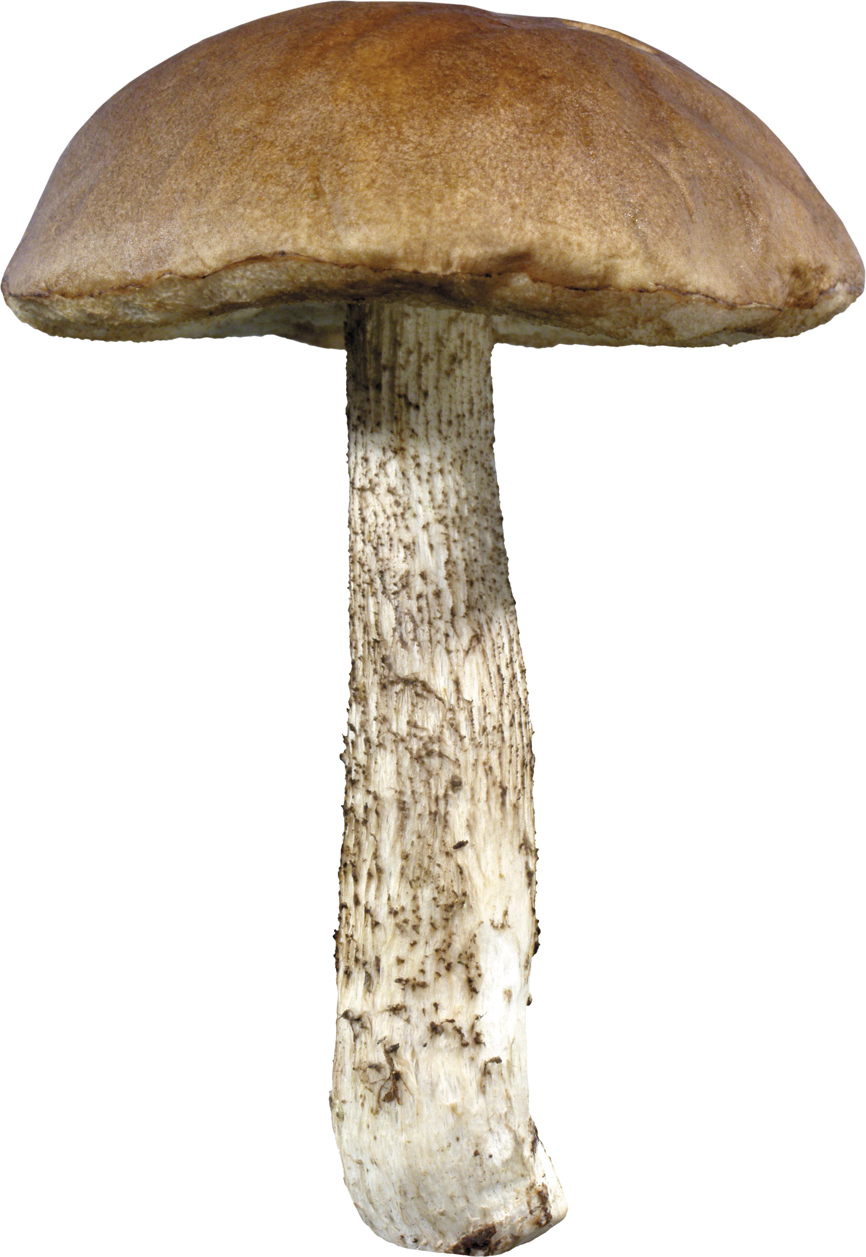 Mushroom Png Image - Mushroom, Transparent background PNG HD thumbnail