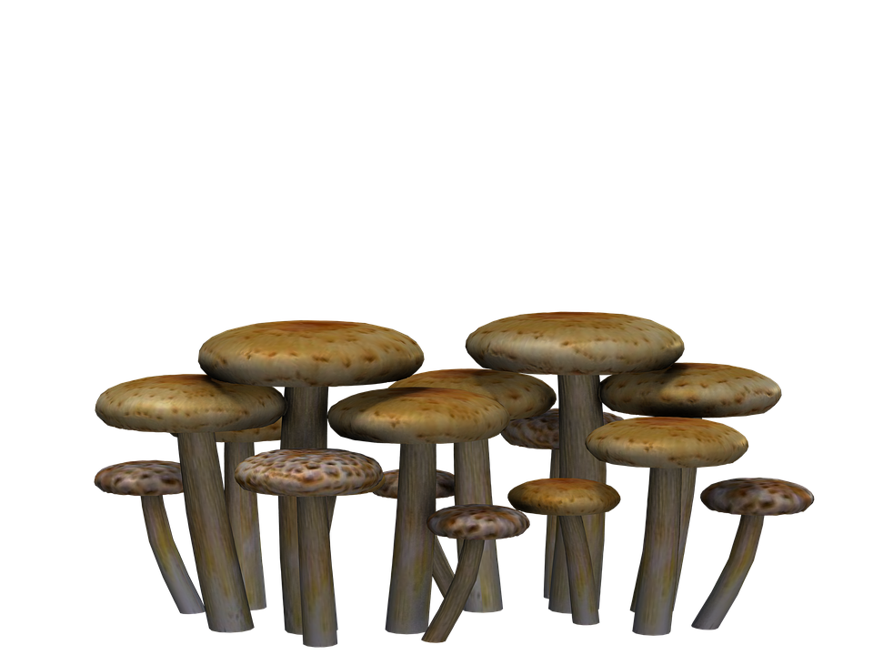Mushrooms, Fantasy, Digital Art, Isolated, Png - Fantasy, Transparent background PNG HD thumbnail