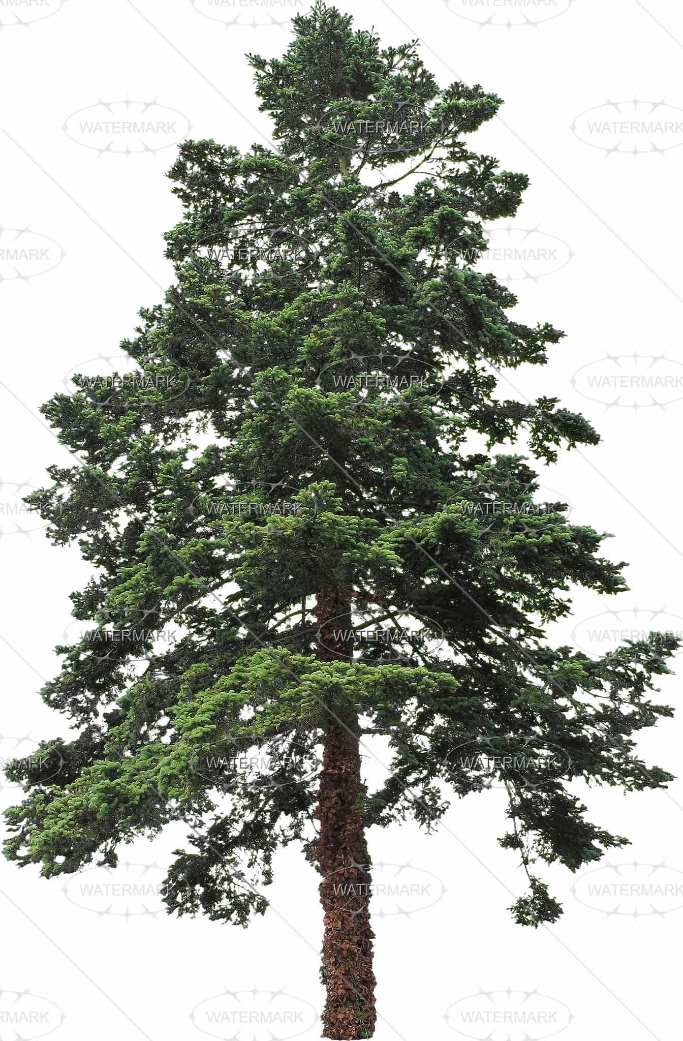 16 Big Conifers - Nadelbaume, Transparent background PNG HD thumbnail