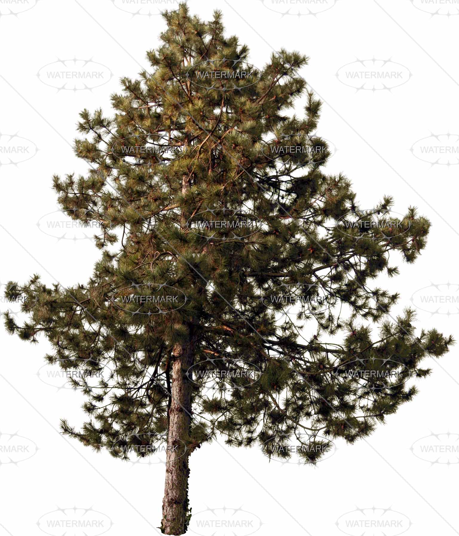 25 Midsize Conifers - Nadelbaume, Transparent background PNG HD thumbnail