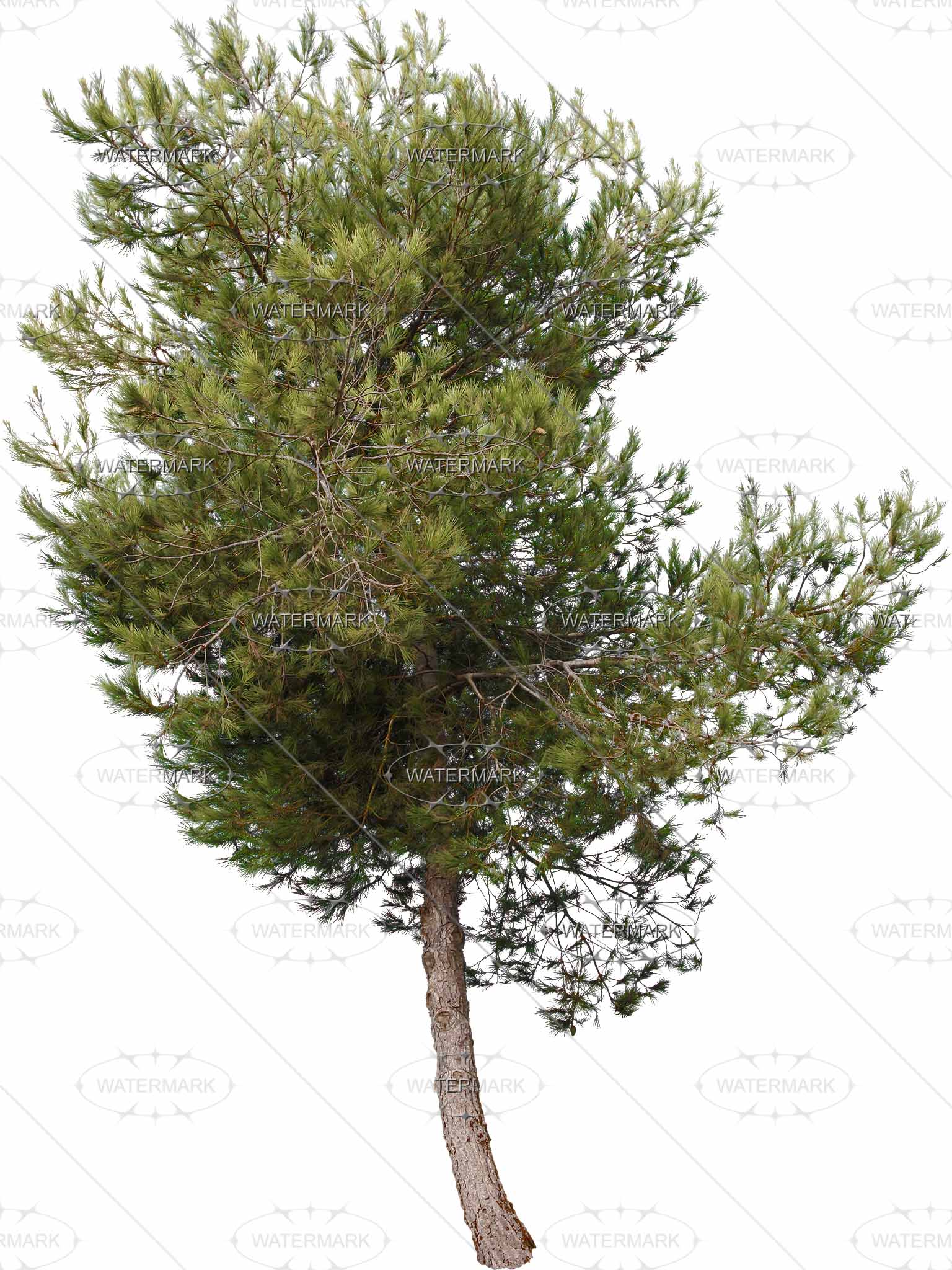 29 Small Conifers - Nadelbaume, Transparent background PNG HD thumbnail