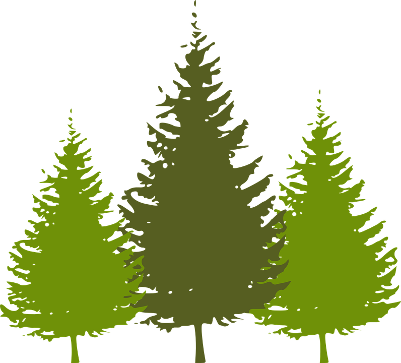 Bäume, Wald, Nadelbaum Natur, Landschaft, Ökologie - Nadelbaume, Transparent background PNG HD thumbnail