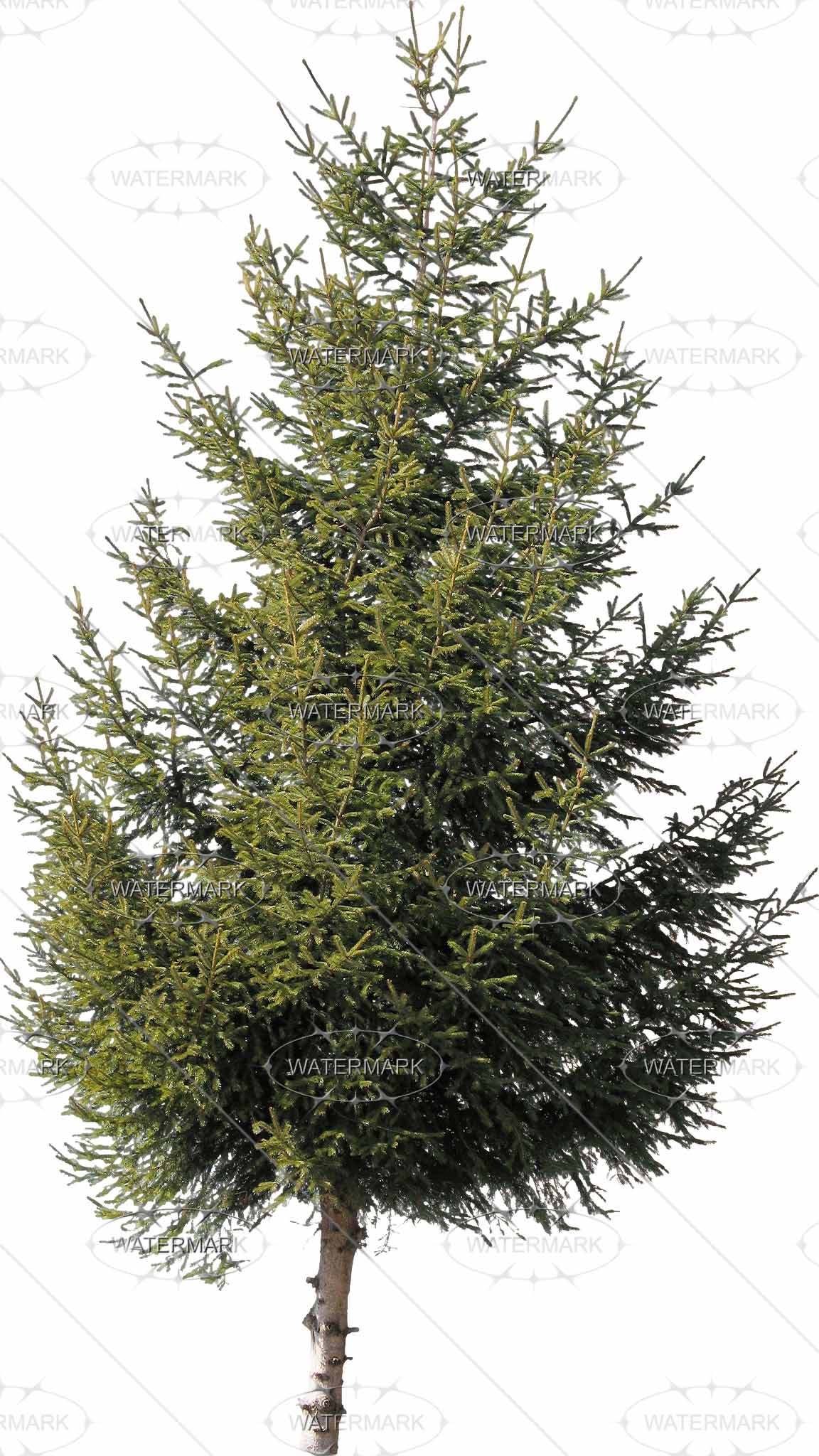 Cut Out Conifers - Nadelbaume, Transparent background PNG HD thumbnail