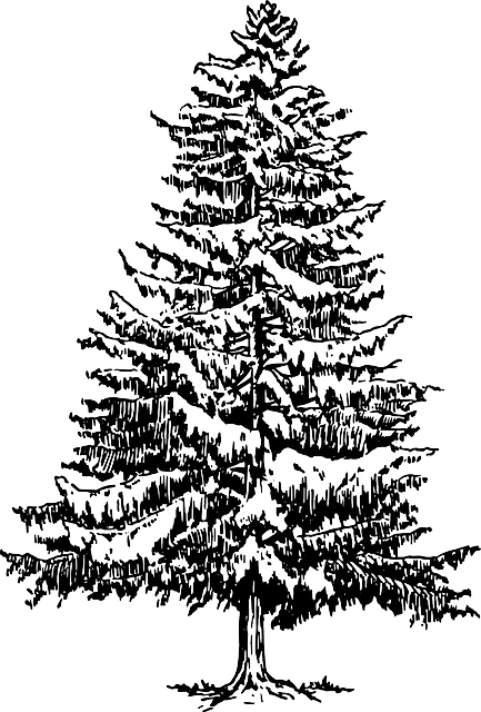 Kostenlose Vektorgrafik: Nadelbaum, Immergrün, Pflanzen   Kostenloses Bild Auf Pixabay   161674 - Nadelbaume, Transparent background PNG HD thumbnail