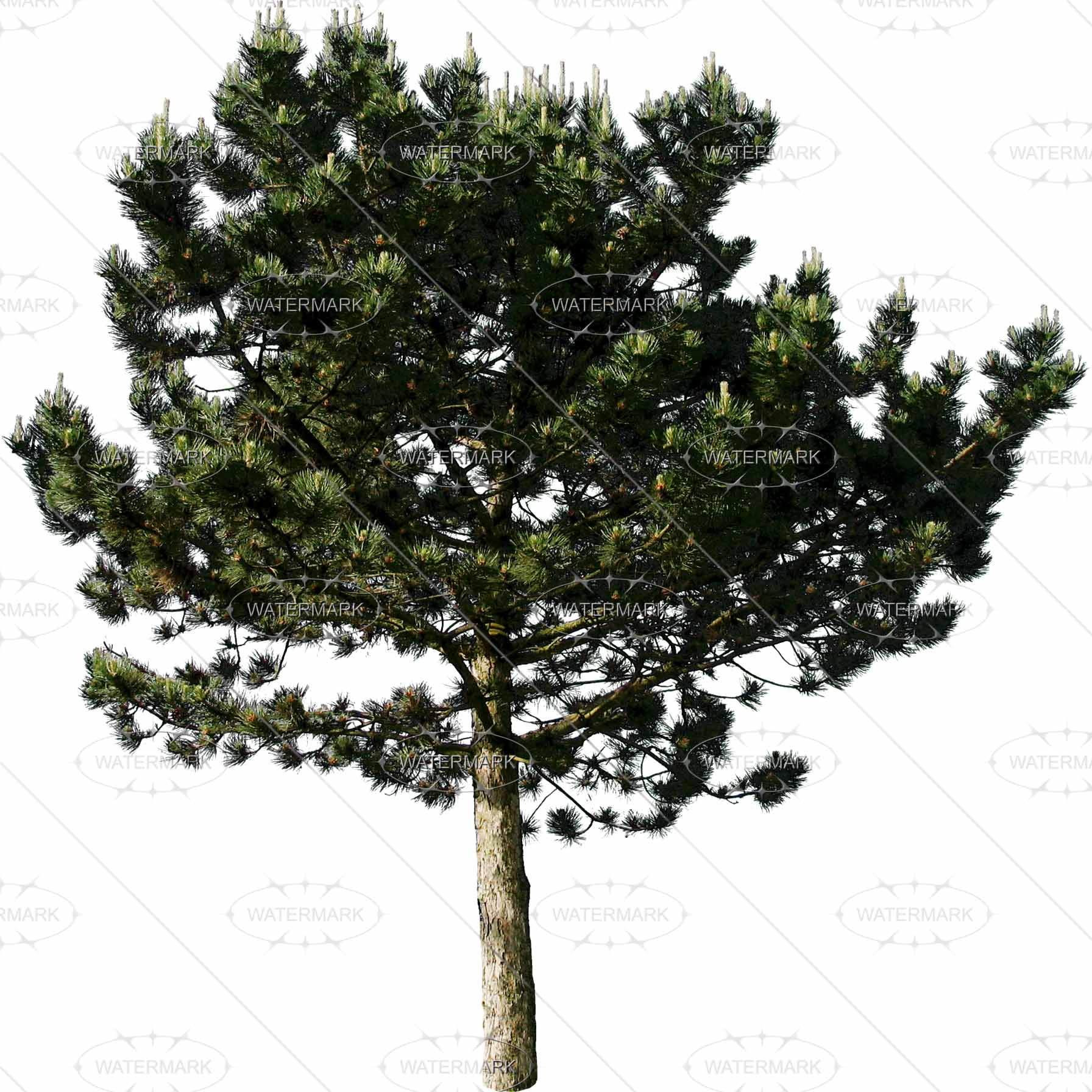 Nadelbäume - Nadelbaume, Transparent background PNG HD thumbnail