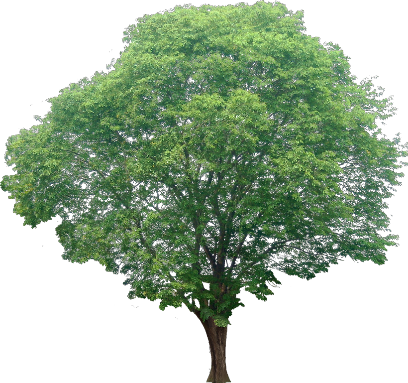 20 Tree Png Images For Architecture, Landscape, Interior Renderings @ Dzzyn Pluspng.com # - Narra, Transparent background PNG HD thumbnail
