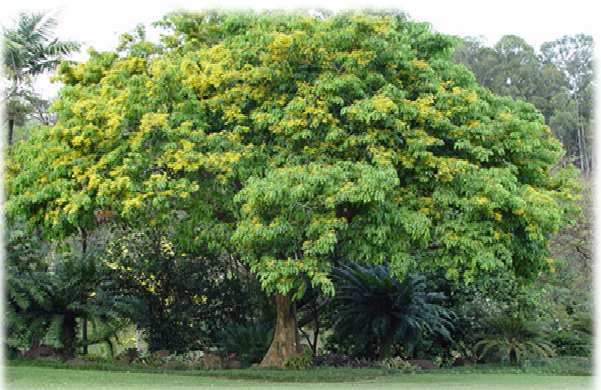 This Tree Is The National Tree Of Philippines And Is The Name Is The Narra Tree. It Is Called Pterocarpus Indicus In Philippines . Narra Tree Is A Striking, Hdpng.com  - Narra, Transparent background PNG HD thumbnail