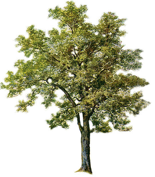 Ash - Narra Tree, Transparent background PNG HD thumbnail