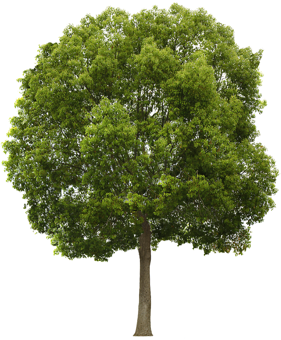 Hackberry Tree - Narra Tree, Transparent background PNG HD thumbnail