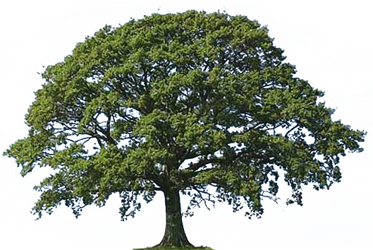 Oak Tree Clip Art Transparent - Narra Tree, Transparent background PNG HD thumbnail