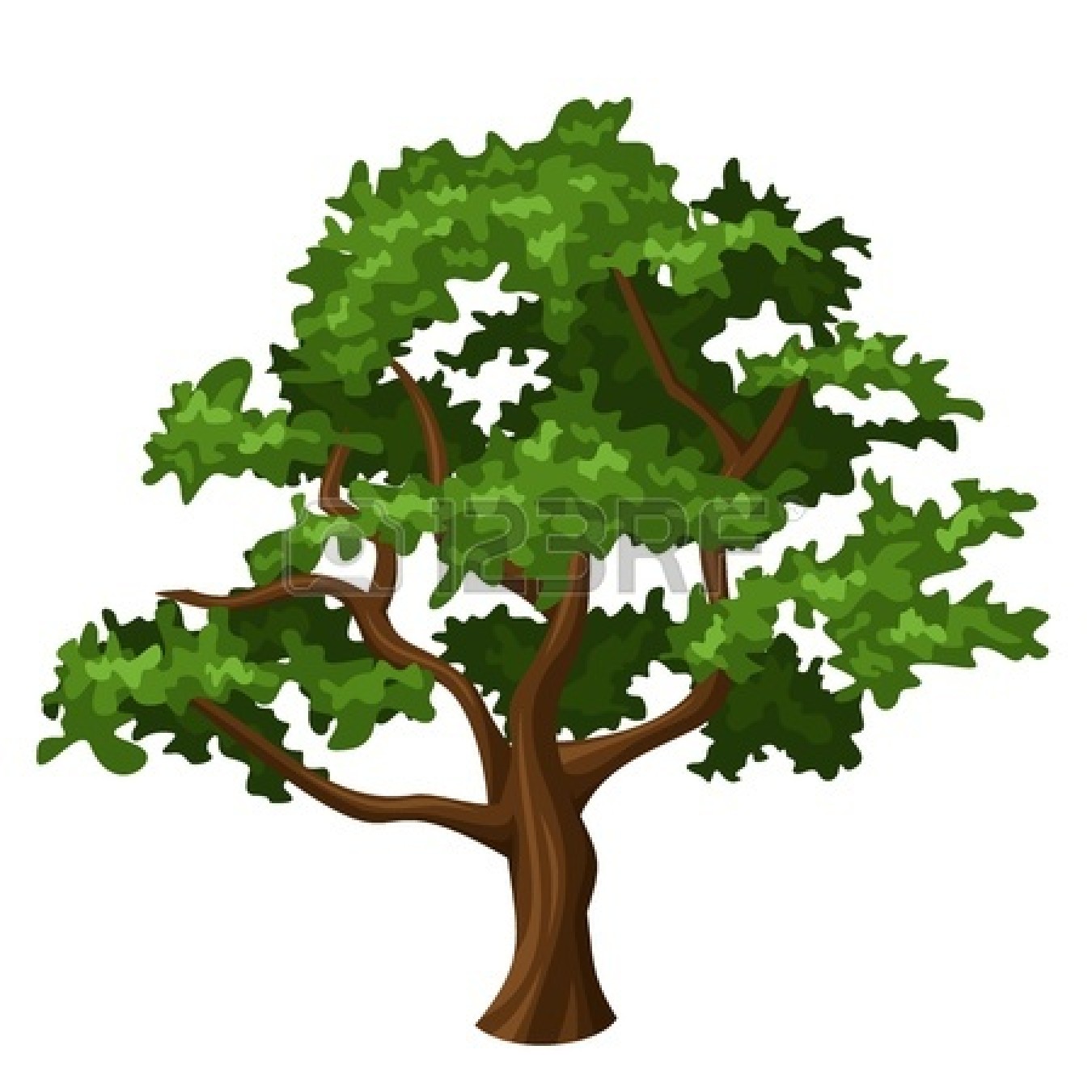 Pin Park Clipart Narra Tree #2 - Narra Tree, Transparent background PNG HD thumbnail